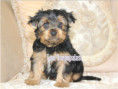 /album/yorkshire-terrier-rude-frei-kein-mini/folie7-jpg14/