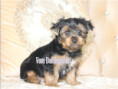 /album/yorkshire-terrier-rude-frei-kein-mini/folie8-jpg13/