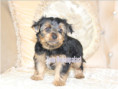 /album/yorkshire-terrier-rude-frei-kein-mini/folie9-jpg10/
