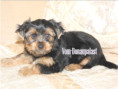 /album/yorkshire-terrier-rude-frei-kein-mini/folie10-jpg7/