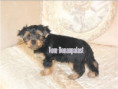 /album/yorkshire-terrier-rude-frei-kein-mini/folie11-jpg2/