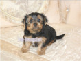 /album/yorkshire-terrier-rude-frei-kein-mini/folie12-jpg2/