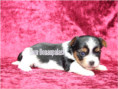 /album/biewr-yorkshire-terrier-madchen-1-frei/folie1-jpg2/