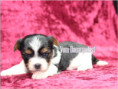/album/biewr-yorkshire-terrier-madchen-1-frei/folie2-jpg1/