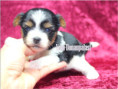 /album/biewr-yorkshire-terrier-madchen-1-frei/folie3-jpg3/