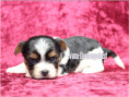 /album/biewr-yorkshire-terrier-madchen-1-frei/folie4-jpg/
