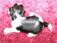 /album/yorkshire-terrier-rude-v3-frei/folie5-jpg2/