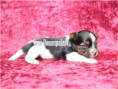 /album/biewer-yorkshire-terrier-madchen-3-frei/folie1-jpg5/
