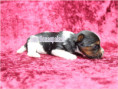 /album/biewer-yorkshire-terrier-madchen-3-frei/folie2-jpg4/