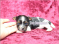 /album/biewer-yorkshire-terrier-madchen-3-frei/folie3-jpg9/