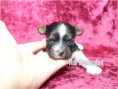 /album/biewer-yorkshire-terrier-madchen-3-frei/folie4-jpg5/