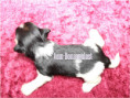 /album/biewer-yorkshire-terrier-madchen-3-frei/folie5-jpg5/