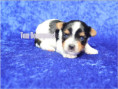 /album/biewer-yorkshire-terrier-rude-1-frei/folie2-jpg5/