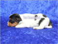 /album/biewer-yorkshire-terrier-rude-1-frei/folie3-jpg11/