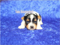 /album/biewer-yorkshire-terrier-rude-1-frei/folie4-jpg6/