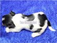 /album/biewer-yorkshire-terrier-rude-1-frei/folie5-jpg6/