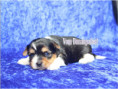 /album/biewer-yorkshire-terrier-rude-2-frei/folie1-jpg9/