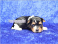 /album/biewer-yorkshire-terrier-rude-2-frei/folie2-jpg6/