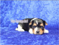/album/biewer-yorkshire-terrier-rude-2-frei/folie3-jpg16/