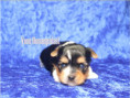 /album/biewer-yorkshire-terrier-rude-2-frei/folie4-jpg8/