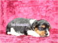 /album/biewer-yorkshire-terrier-madchen-de1-frei/folie1-jpg10/