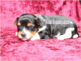 /album/biewer-yorkshire-terrier-madchen-de1-frei/folie2-jpg10/