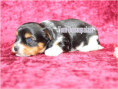 /album/biewer-yorkshire-terrier-madchen-de1-frei/folie3-jpg18/