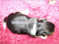 /album/biewer-yorkshire-terrier-madchen-de1-frei/folie4-jpg10/