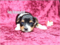 /album/biewer-yorkshire-terrier-madchen-de1-frei/folie5-jpg9/