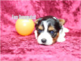 /album/biewer-yorkshire-terrier-madchen-de-2-frei/folie1-jpg13/
