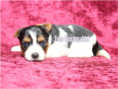 /album/biewer-yorkshire-terrier-madchen-de-2-frei/folie2-jpg11/