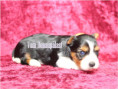 /album/biewer-yorkshire-terrier-madchen-de-2-frei/folie3-jpg20/