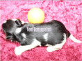 /album/biewer-yorkshire-terrier-madchen-de-2-frei/folie4-jpg12/