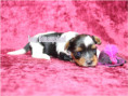 /album/biewer-yorkshire-terrier-madchen-de-3-frei/folie1-jpg14/