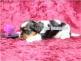 /album/biewer-yorkshire-terrier-madchen-de-3-frei/folie2-jpg13/