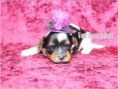/album/biewer-yorkshire-terrier-madchen-de-3-frei/folie3-jpg21/