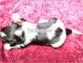 /album/biewer-yorkshire-terrier-madchen-de-3-frei/folie4-jpg15/
