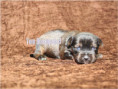 /album/brindle-yorkshire-terrier-rude/folie1-jpg18/