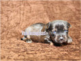 /album/brindle-yorkshire-terrier-rude/folie2-jpg16/