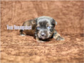 /album/brindle-yorkshire-terrier-rude/folie3-jpg23/