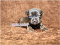 /album/brindle-yorkshire-terrier-rude/folie4-jpg17/