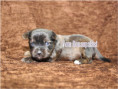 /album/brindle-yorkshire-terrier-rude/folie5-jpg14/
