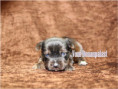 /album/brindle-yorkshire-terrier-rude/folie6-jpg4/
