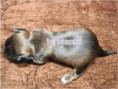 /album/brindle-yorkshire-terrier-rude/folie7-jpg2/